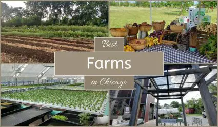 Best Farms In Chicago